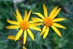 Fleur Arnica