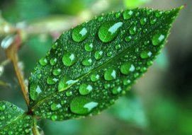 feuille avec gouttes